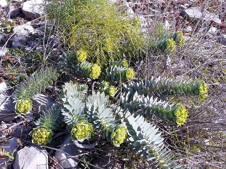 Euphorbia rigida / Euforbia rigida